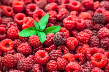 Fresh raspberries background closeup and mint leaves. Backdrop for your design . The concept of a healthy diet.
