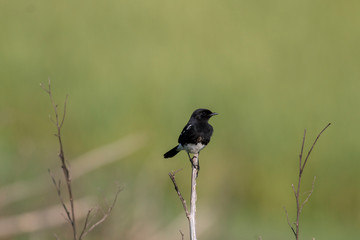 Pied bush chat