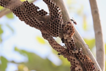 Bees making a honeycomb on a tree