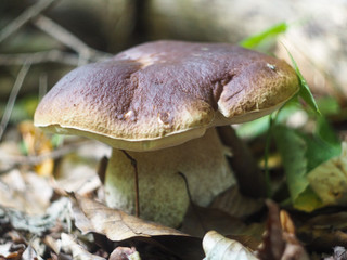 Boletus edulis in the forest