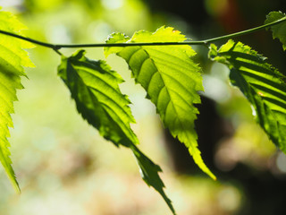 Beautiful green leaves on a light background