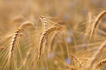 Fototapeta premium ears of wheat