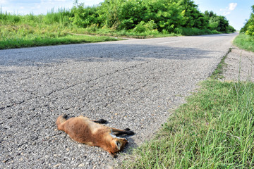 Dead fox on the road hit by car - Animal protection   