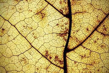 Macro shot of a transparent yellow autumn leaf texture background