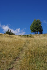 Obraz premium sentier ou chemin de montagne à travers les prés verts