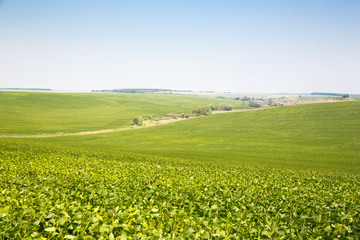 Fototapeta premium Wide green field. Green meadow. Bright landscape.