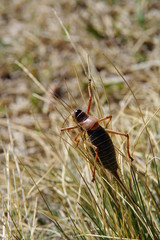 Sauterelle ou criquet insecte dans les herbes