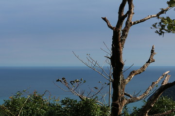 海と老木