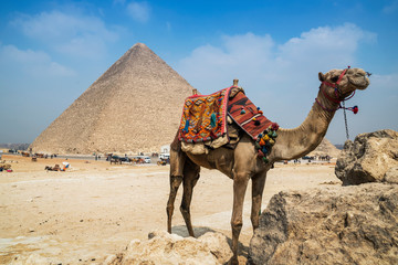 Tourist camel resting near the Great Pyramid of Giza, Al Haram, Giza Governorate, Egypt	