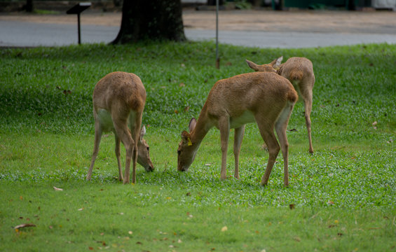 Group of Eld's deer, Thamin, Brow-antlered deer in Zoologigal Park, Thailand