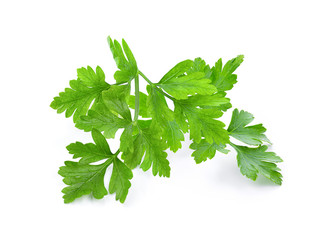 fresh parsley herb isolated on white background. full depth of field