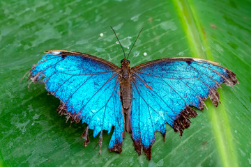 Blue Morpho, Morpho peleides, big butterfly sitting on green leaves, beautiful insect in the nature habitat