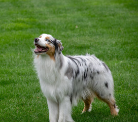 Australian Shepherd 
