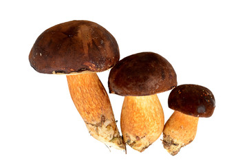 Podgrzybki na białym tle © SebbPL