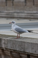 bird