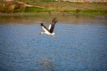 stork