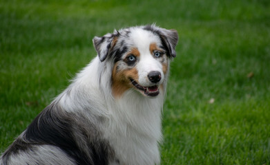 Australian Shepherd 