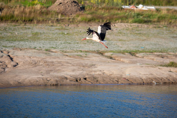 stork 