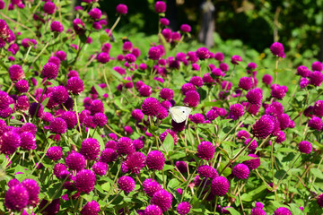 美山　かやぶきの里の秋