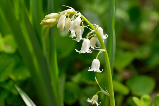 Hasengl&ouml;ckchen ( Hyacinthoides non-scripta )