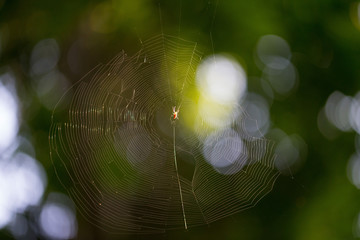 spider on web