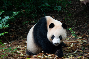 Obraz na płótnie Canvas Black and white Panda in Chengdu Panda park China