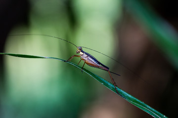 cricket on a leaf