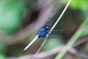 blue dragonfly