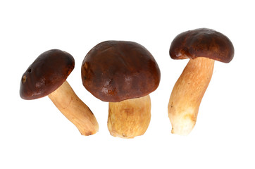Podgrzybki na białym tle © SebbPL