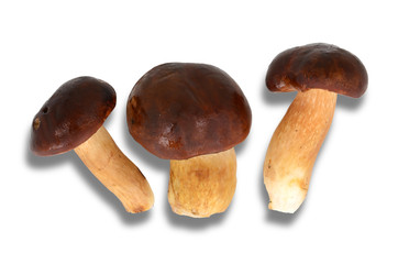 Podgrzybki na białym tle z cieniem © SebbPL