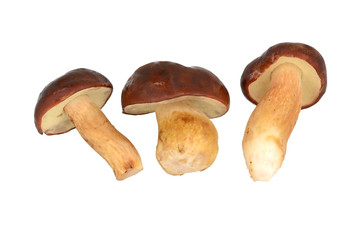 Podgrzybki na białym tle © SebbPL