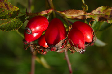 dog rose fruit