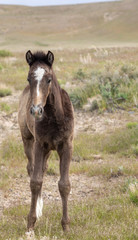 Obraz premium Cute Wild Horse Foal in Utah in Spring