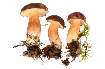 Podgrzybki z korzeniami na białym tle © SebbPL