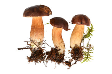 Podgrzybki z korzeniami na białym tle © SebbPL