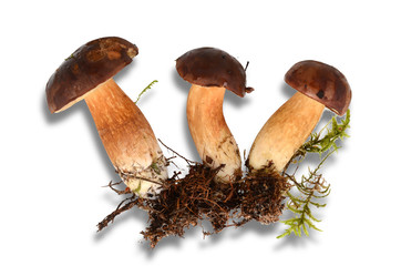 Podgrzybki z korzeniami na białym tle z cieniem © SebbPL
