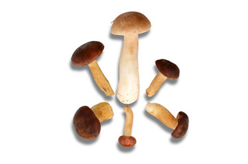 Grzyby leśne cień © SebbPL