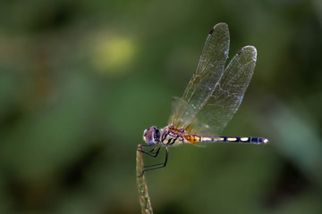 Beautiful colors of Dragonfly Close up macro small insect animal on plant long tail translucent wings wildlife in summer environment nature field over blur green background