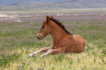 Cute Wild Horse Foal in Utah in Spring