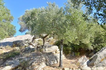 Olive tree orchard. Seasonal autumn harvest from olive trees. Greece olive tree in the garden....