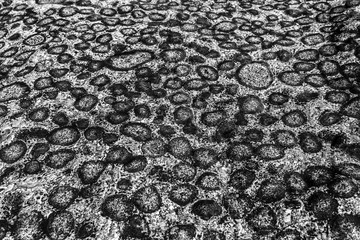 Orbicular granite in Atacama Desert at Caldera, Chile. There are just a few places with this...