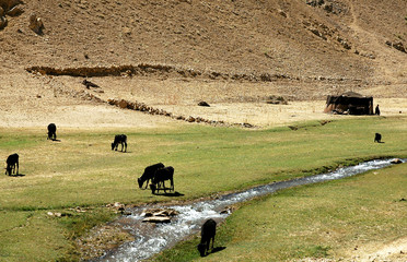 Nomad tents near the Minaret of Jam, Ghor Province in Afghanistan. This settlement is in a remote part of Central Afghanistan. Nomads have pitched their tents here to graze their animals in the meadow