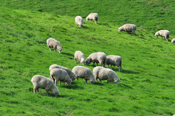 Sheep on the Korean pasture 