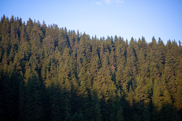 landscape with trees and blue sky