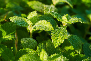 Mint in the garden with drops of morning dew on the leaves in the sun