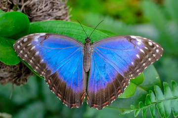 Blue Morpho, Morpho peleides, big butterfly sitting on green leaves, beautiful insect in the nature habitat