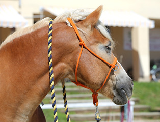 Head shot of a purebred saddle horse in a riding school
