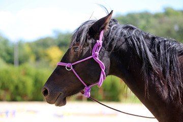 Head shot of a purebred saddle horse in a riding school