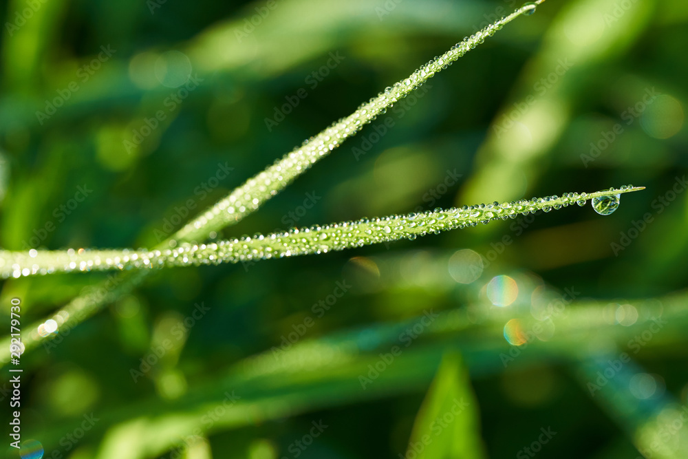 Wall mural drops of morning dew on the grass in the sun. macro