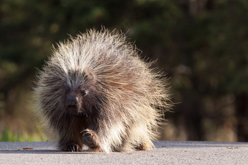 Porcupine in the Canadian Rockies